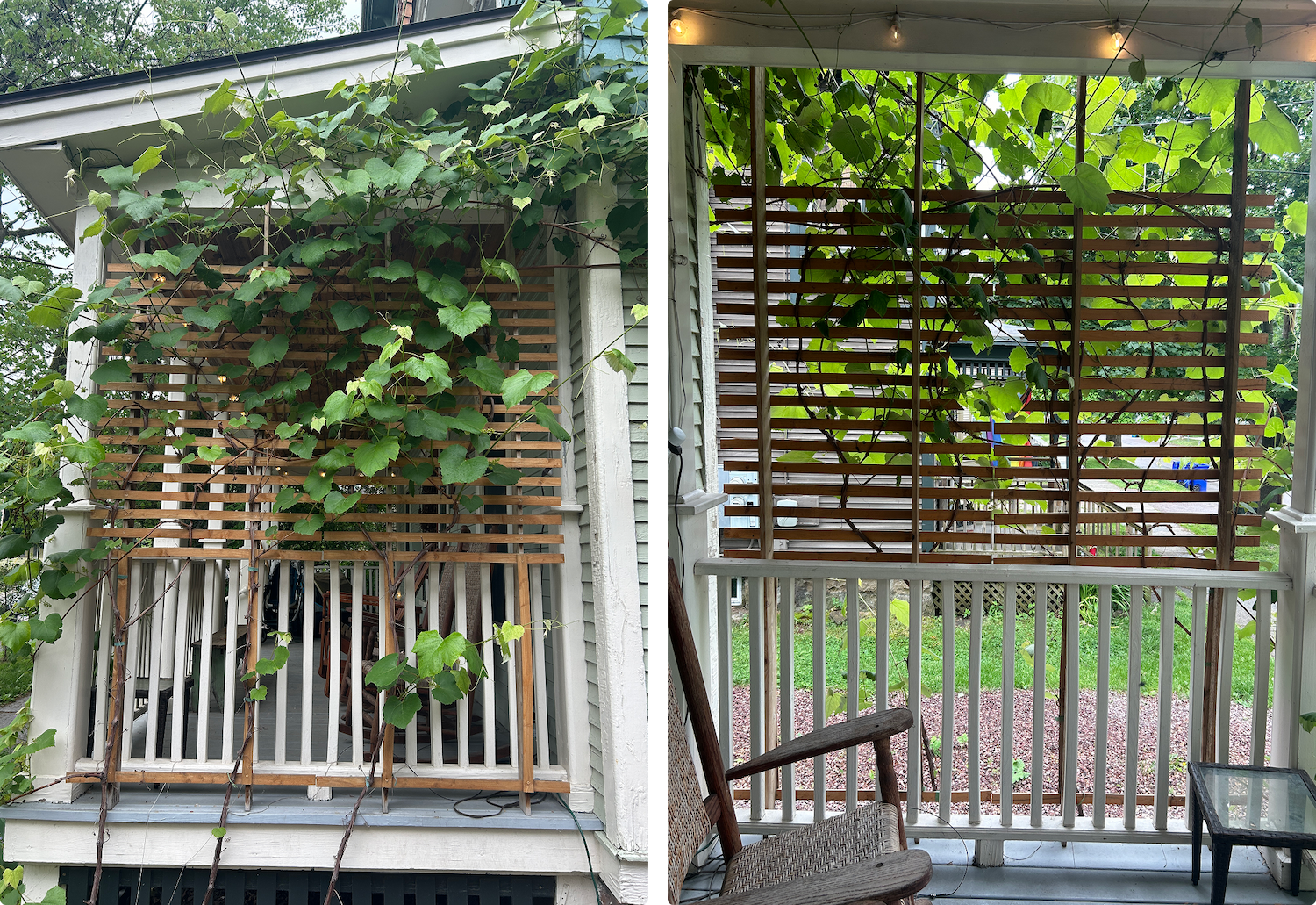 Garden trellis after